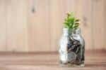 coin pot plant
